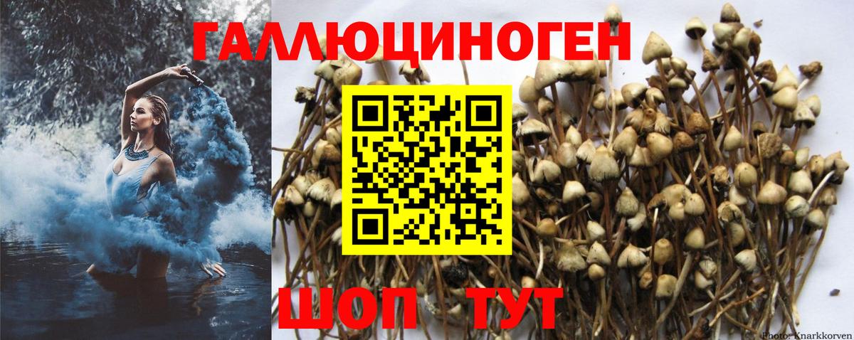 купить   Галлюциногенные грибы GOLDEN TEACHER  Вход с VPN  Бахчисарай 